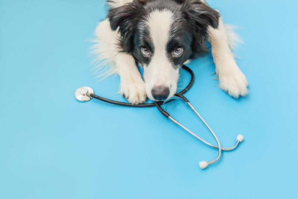 Wellness Exams  Palm Coast, FL