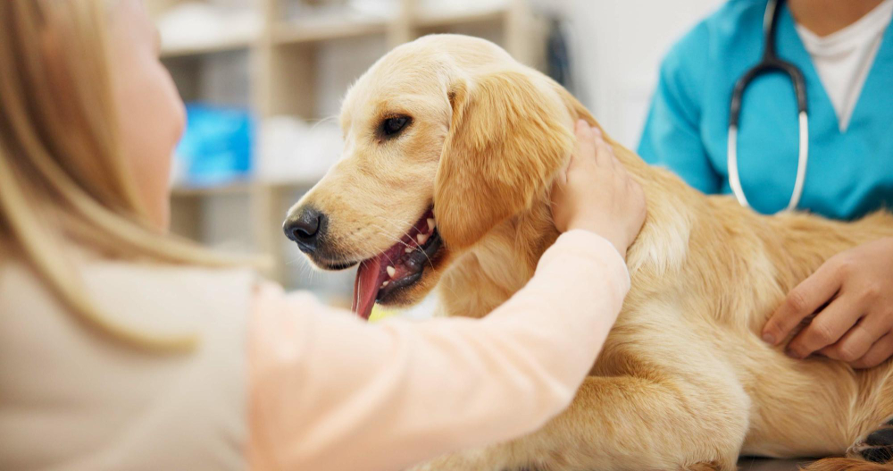 veterinary services Palm Coast, FL