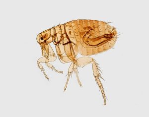 Protect Your Pets from Fleas