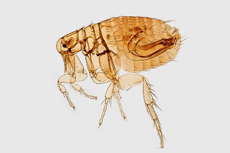 Protect Your Pets from Fleas