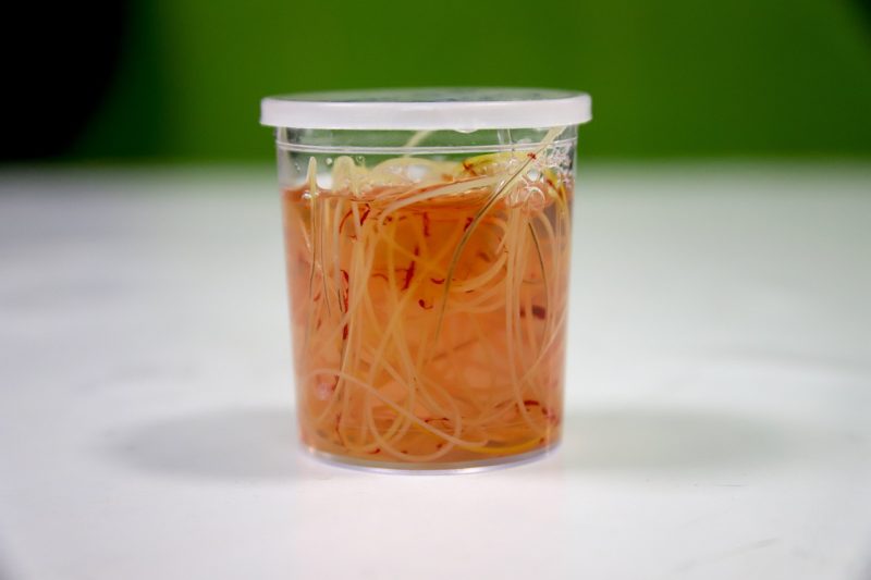 What You Should Know About Heartworm