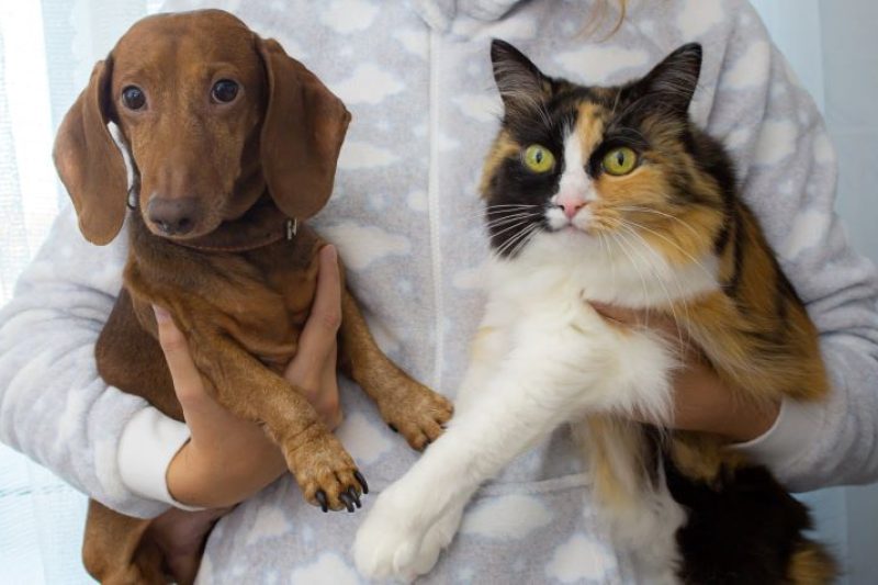 Healthy Treats for Dogs and Cats