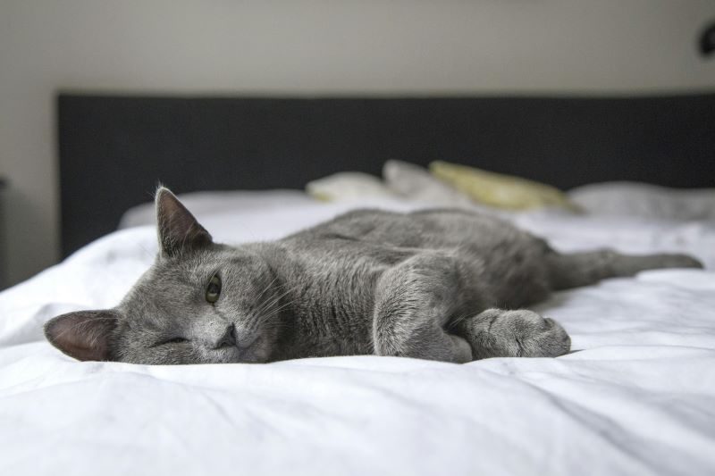 Pet Proof Your Home